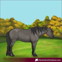 Horse Color:Grullo
