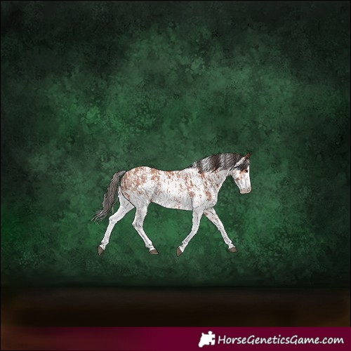 Horse Color:Bay Sabino Rabicano  and Bay Sabino Rabicano 