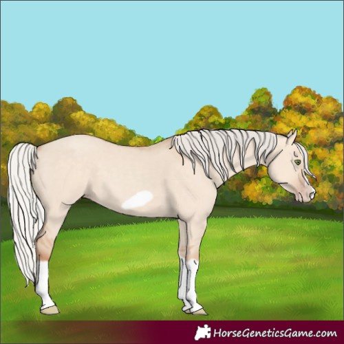 Horse Color:Silver Classic Champagne Dun Splash Frame 