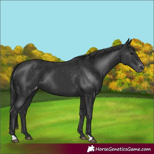 Horse Color:Black Appaloosa Rabicano 