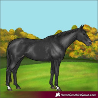 Horse Color:Black Appaloosa Rabicano 