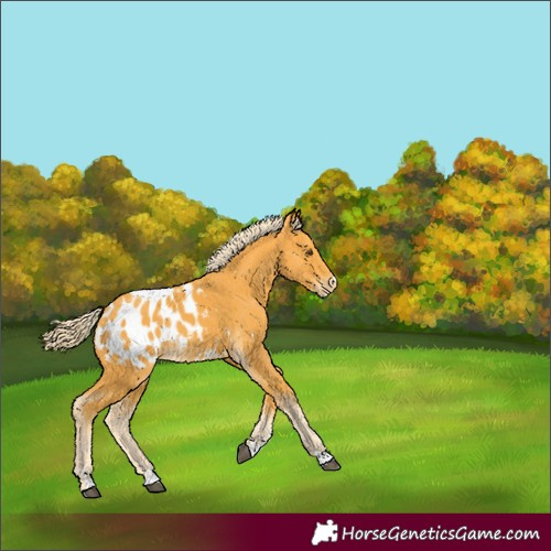 Horse Color:Palomino Appaloosa 
