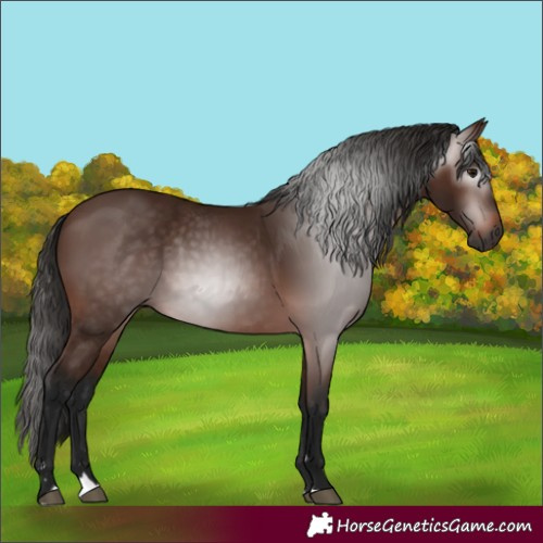 Horse Color:Gray Bay 