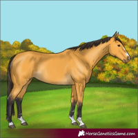 Horse Color:Buckskin Rabicano