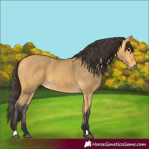 Horse Color:Buckskin 