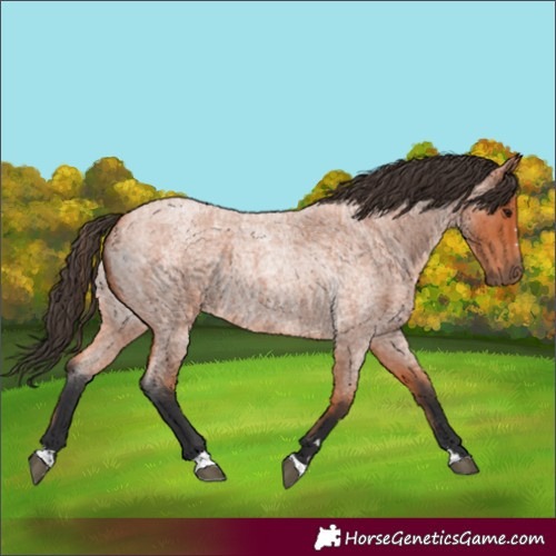 Horse Color:Bay Roan 