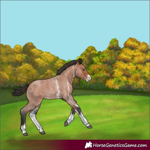 Horse Color:Bay Roan Sabino 
