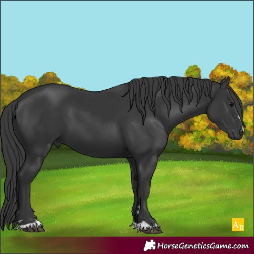 Horse Color:Black 