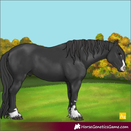 Horse Color:Black 