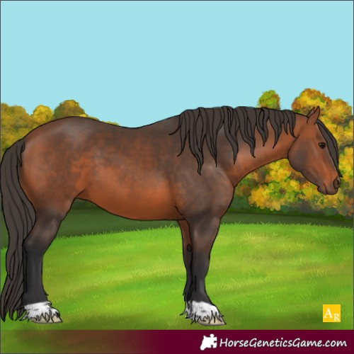 Horse Color:Bay 