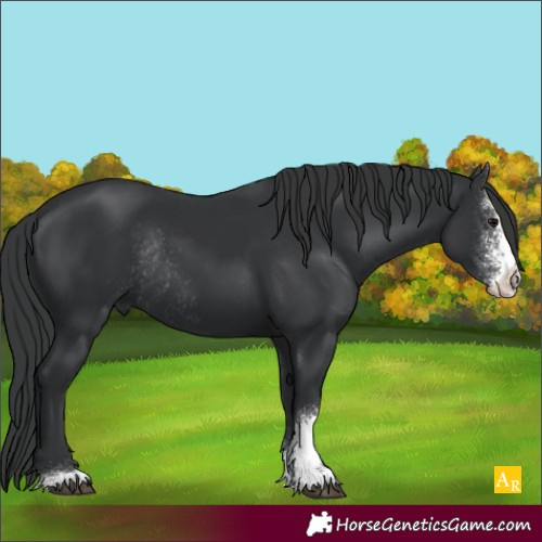 Horse Color:Black Sabino Rabicano 