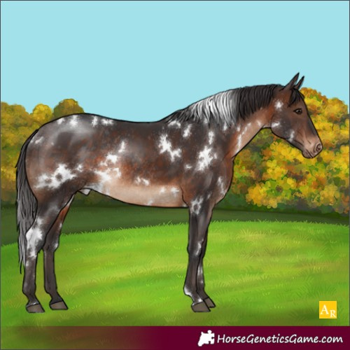 Horse Color:White Spotted Brown Appaloosa Rabicano 