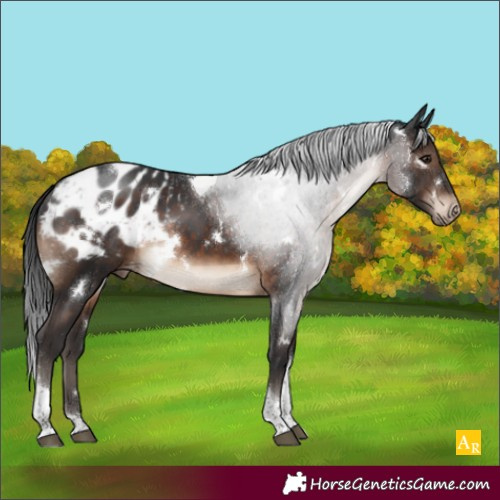 Horse Color:White Spotted Brown Tobiano Appaloosa Rabicano