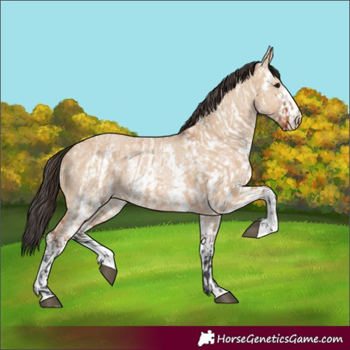 Horse Color:Bay Dun Sabino Rabicano and Bay Dun Sabino Rabicano