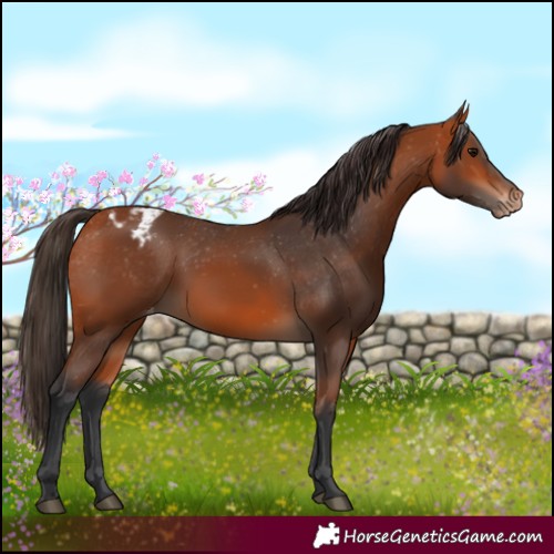 Horse Color:Bay Appaloosa 