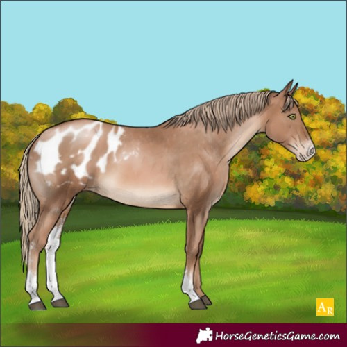 Horse Color:Liver Chestnut Pearl Sabino Appaloosa 