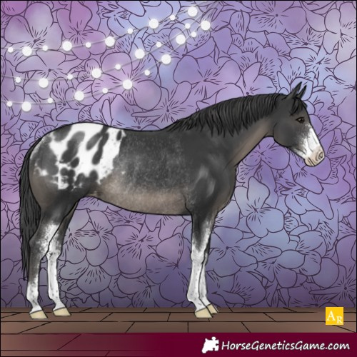 Horse Color:Black Sabino Appaloosa Rabicano 