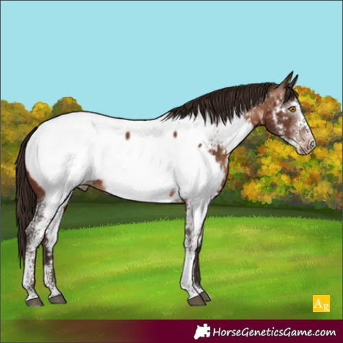 Horse Color:Gray Brown Pearl Sabino Appaloosa Rabicano 