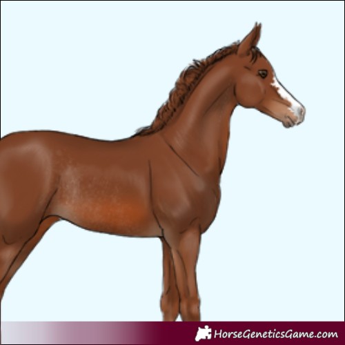 Horse Color:Chestnut Rabicano 