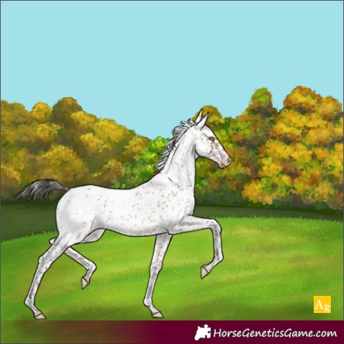 Horse Color:Amber Champagne Sabino Frame Appaloosa