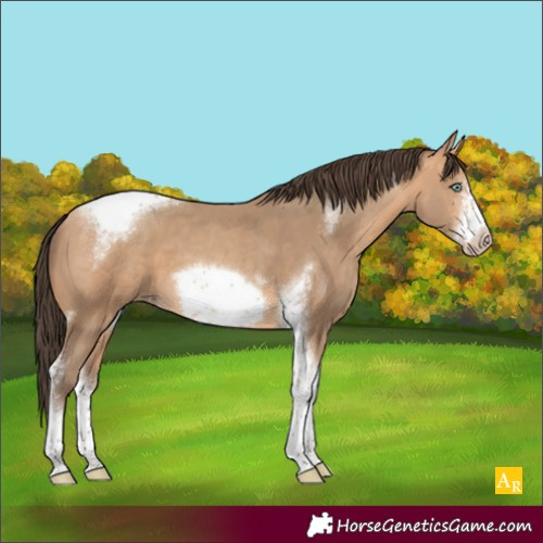 Horse Color:Amber Champagne Sabino Tobiano Frame 