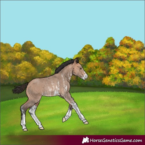 Horse Color:Bay Dun Sabino Rabicano 