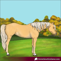 Horse Color:Palomino 