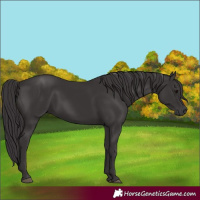 Horse Color:Smoky Black 