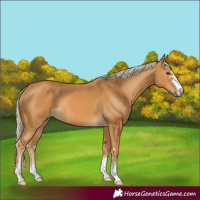 Horse Color:Palomino 