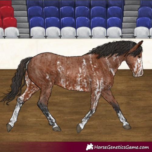 Horse Color:Bay Sabino Rabicano  and Bay Sabino Rabicano 