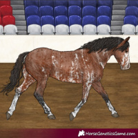 Horse Color:Bay Sabino Rabicano  and Bay Sabino Rabicano 