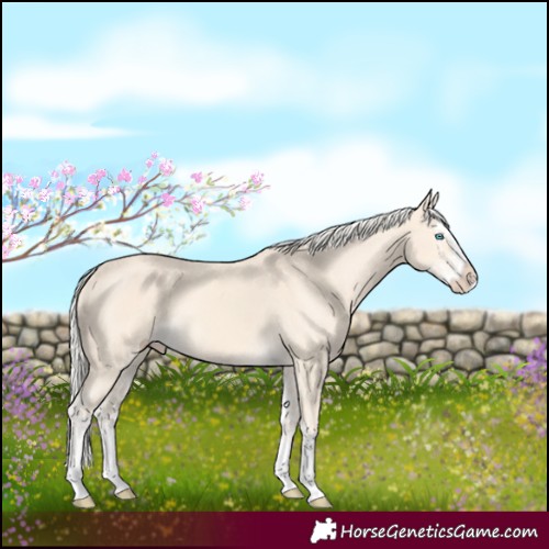 Horse Color:Cremello Splash and Cremello Splash