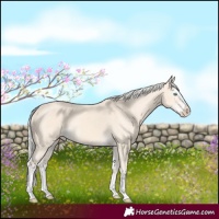 Horse Color:Cremello Splash  and Cremello Splash 