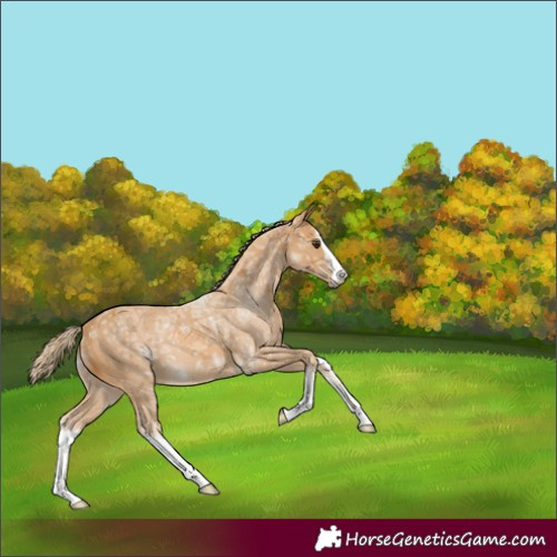 Horse Color:White Spotted Palomino Ice 