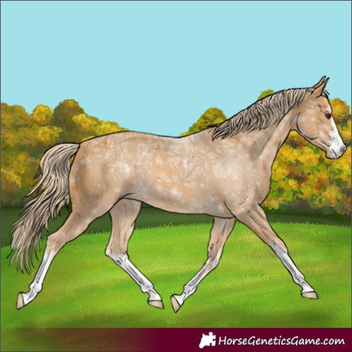 Horse Color:White Spotted Palomino Ice