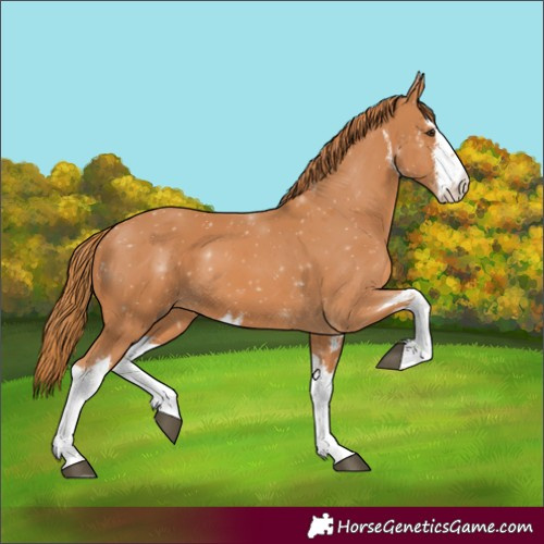 Horse Color:White Spotted Chestnut