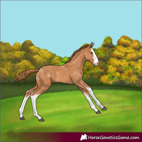 Horse Color:White Spotted Chestnut 