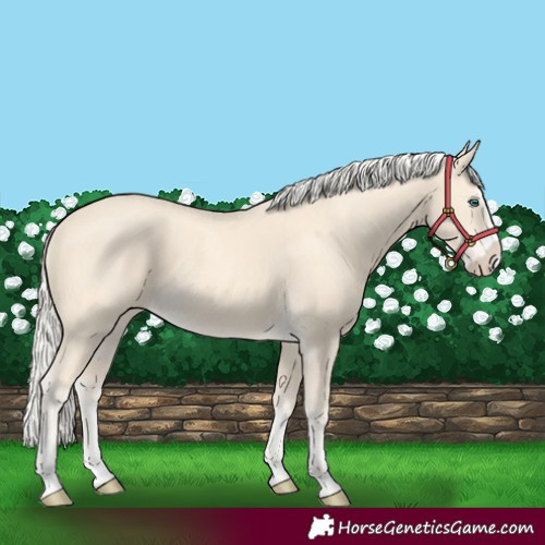 Horse Color:Cremello Splash and Cremello Splash