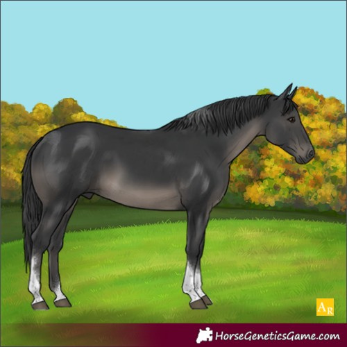 Horse Color:Black Tobiano