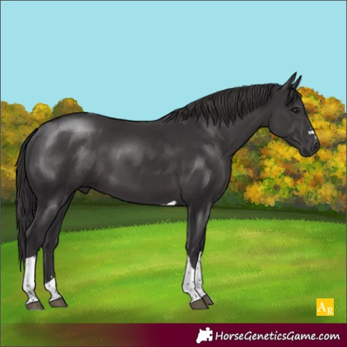 Horse Color:Smoky Black Tobiano 