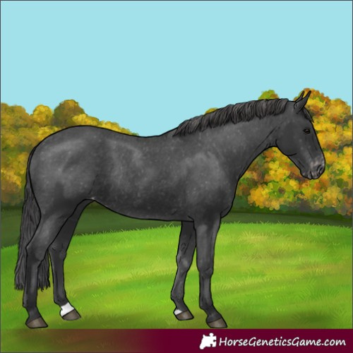 Horse Color:Black Appaloosa Rabicano 