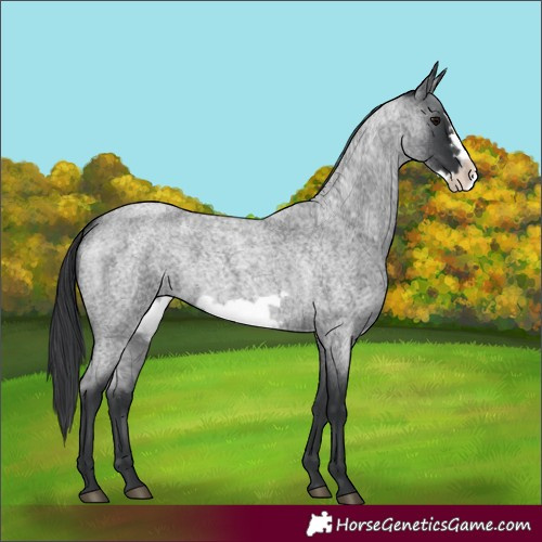 Horse Color:Blue Roan Frame