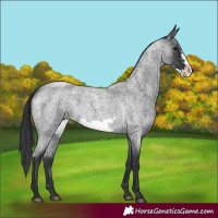 Horse Color:Blue Roan Frame