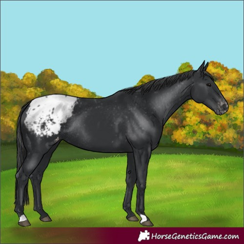 Horse Color:Black Appaloosa Rabicano 