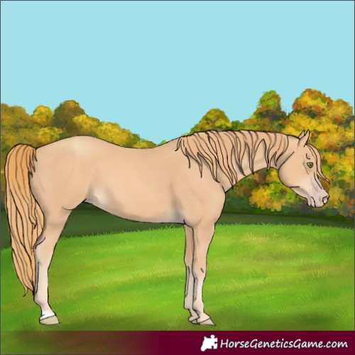 Horse Color:Gold Champagne