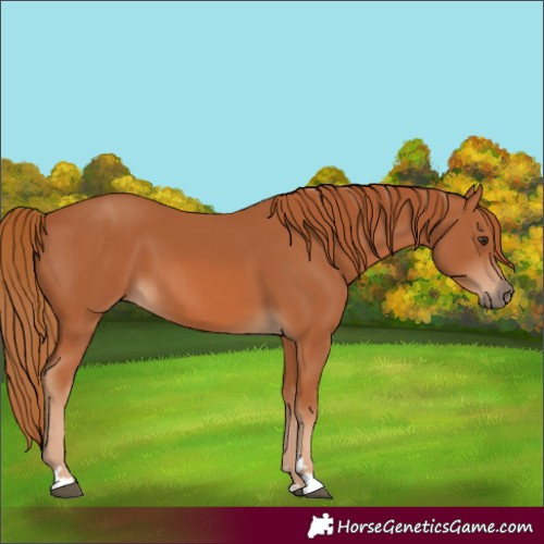 Horse Color:Chestnut 