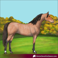 Horse Color:Bay Roan 