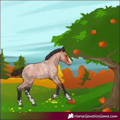 Horse Color:Bay Roan 