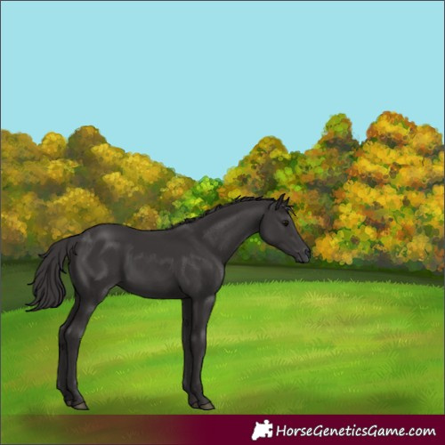 Horse Color:Smoky Black Rabicano 
