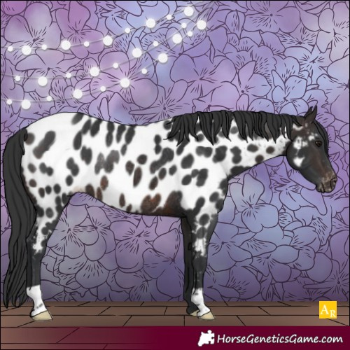 Horse Color:Brown Appaloosa Rabicano 